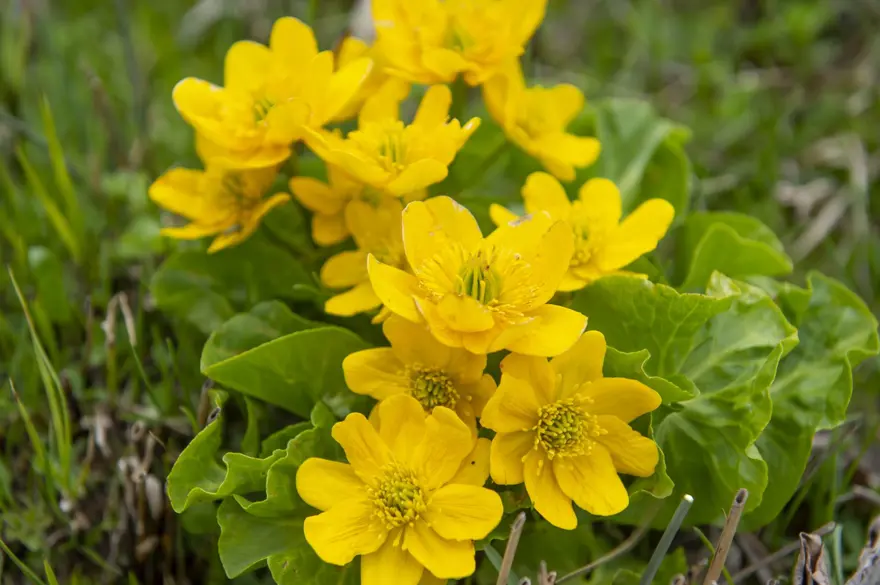 Erzurum'un ilçeleri ilkbahar güzelliğiyle fotoğraf tutkunlarını ağırlıyor 9