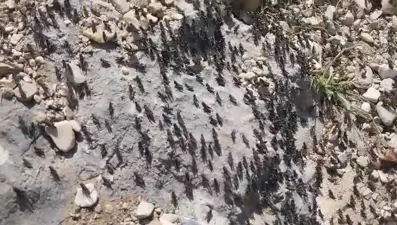 Antalya'da çekirge istilası: Vatandaşlar ne yapacağını şaşırdı