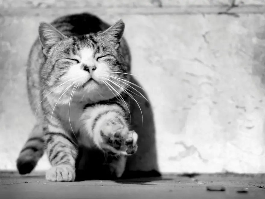 İnternetin yeni fenomenleri 114