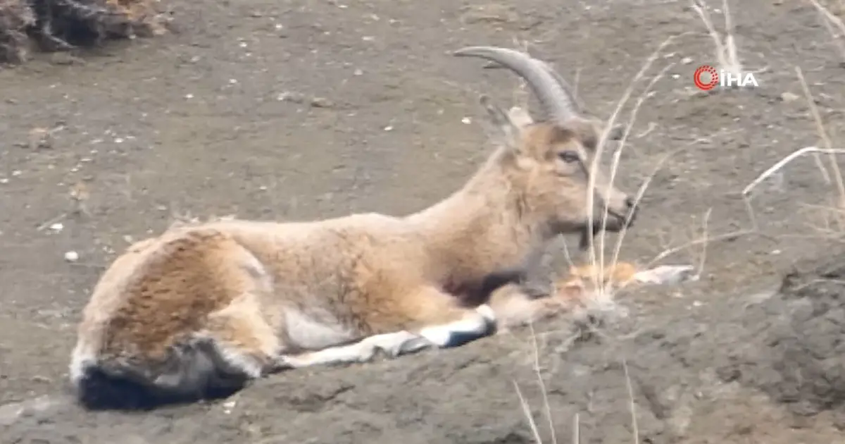 Koruma altındaydı, kaçak avcılar vurdu