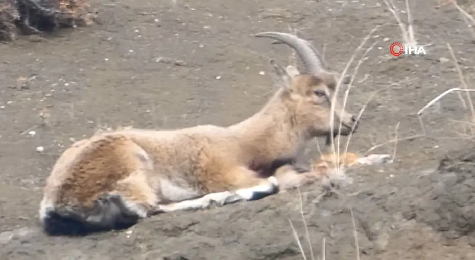 Koruma altındaydı, kaçak avcılar vurdu