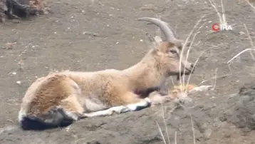 Koruma altındaydı, kaçak avcılar vurdu