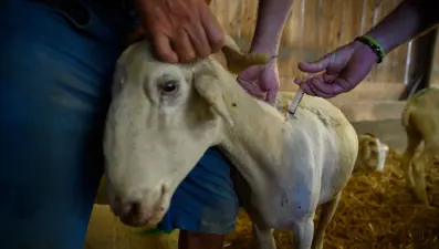 "Mavi dil" salgını Avusturya'ya da sıçradı