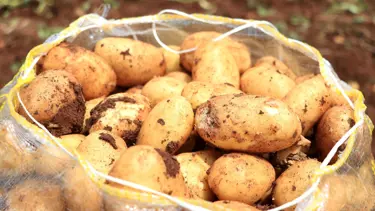 Patatesin kilosu tarlada 9 lira