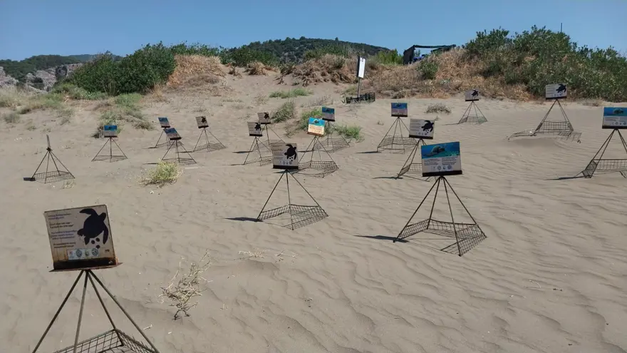 İztuzu'nda caretta caretta yuvası sayısı 700'e ulaştı 4