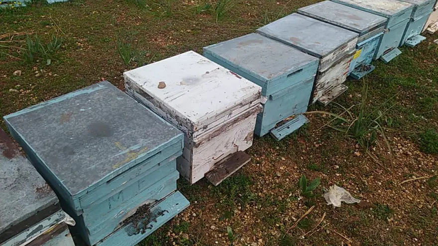 Adana'daki arı ölümleri üzerine inceleme başlatıldı 1 Adana'daki arı ölümleri üzerine inceleme başlatıldı 1