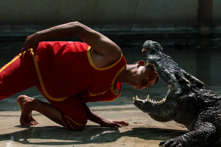 Tayland'da Timsah Çiftliği 3 yıl sonra yeniden açıldı​​​​​​​ 5