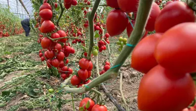 Antalya'da temmuz ayında domates yıllık miktarda yüzde 47 arttı
