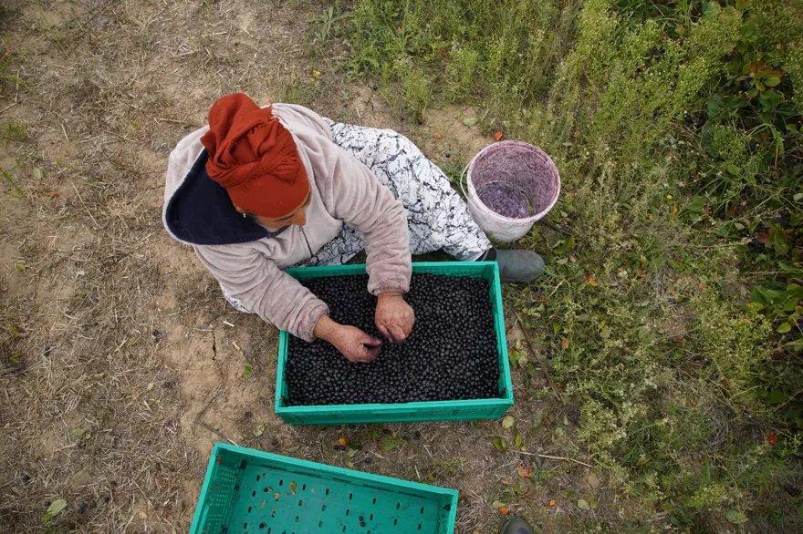 Herkes ona "süper meyve" diyor: Doğanın en güçlü antioksidanında hasat 3