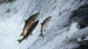 Genetiği değiştirilmiş somon balıkları firar etti