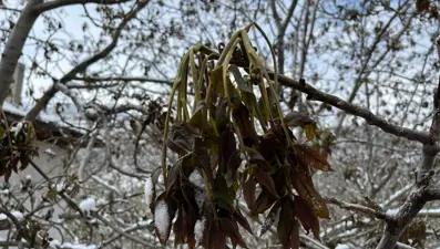 Türkiye’nin önemli ceviz üretim merkezini zirai don vurdu