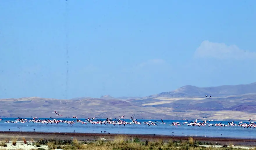 Erçek Gölü'nde flamingo bereketi 6