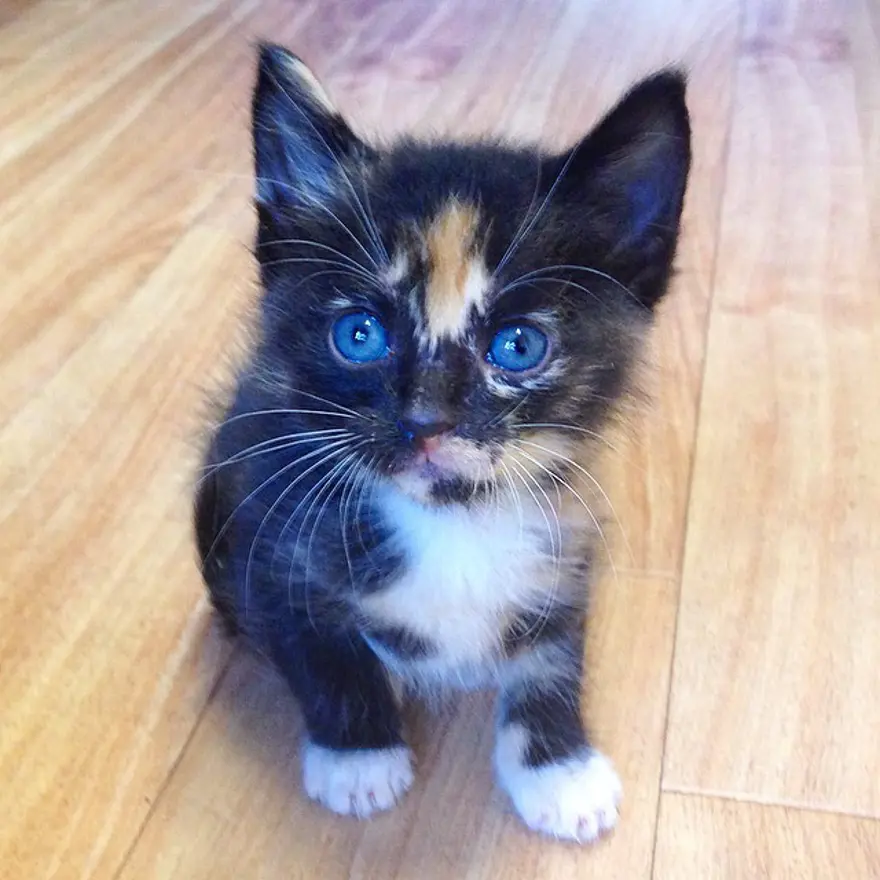 Hayatını kedileri kurtarmaya adadı 46