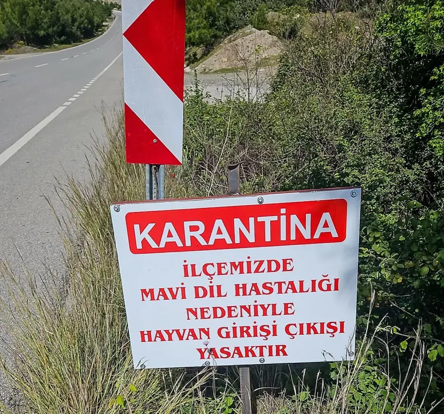 Bir ilçe karantinaya alındı: Mavi dil hastalığı 