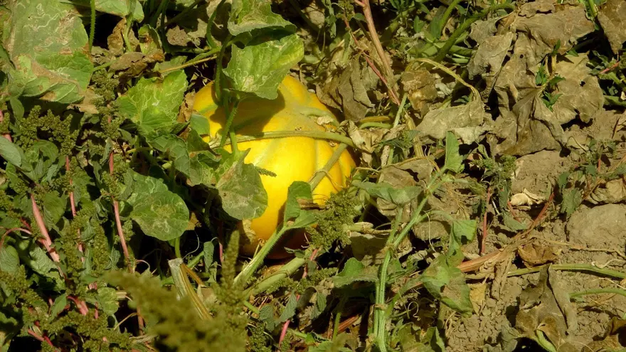 Ata tohumundan gelen miras: "Yayla Kavunu" için hasat 1