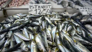 Boğaz'da istavrit bolluğu