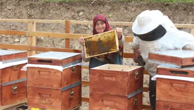 Anzer balında üretim sezonu açıldı