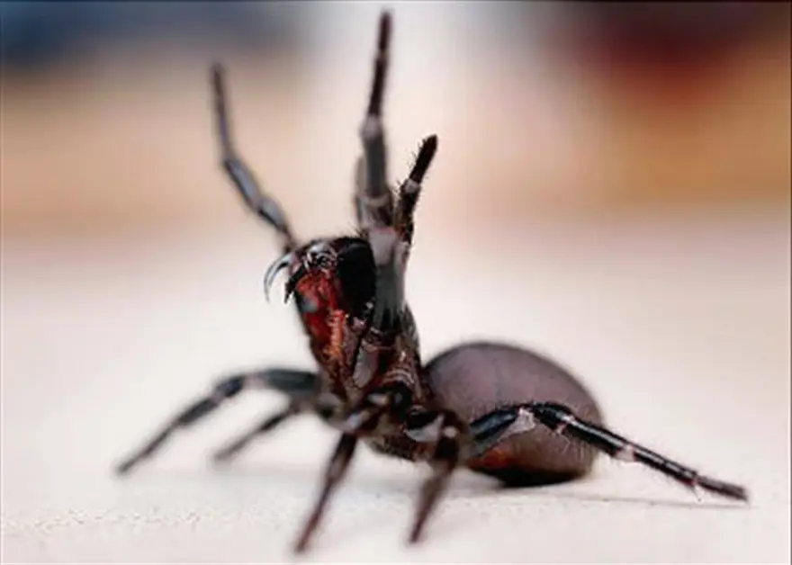 FUNNEL WEB (BACA) ÖRÜMCEĞİ 6