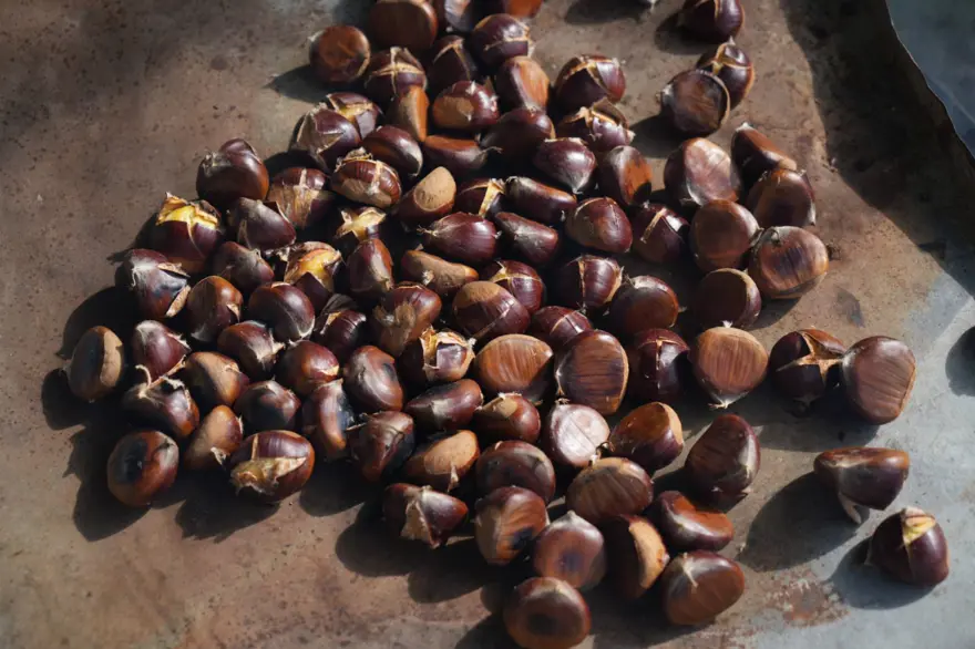 Hasat zamanı başladı: Gal arısı ve hastalıklara dayanıklı 6