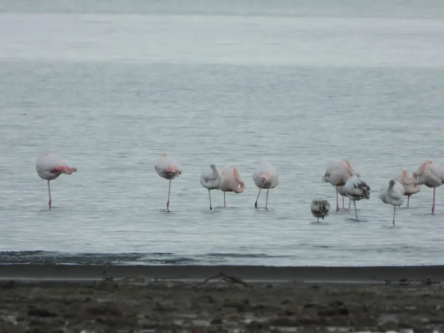 Van Gölü'nde flamingolar göç etmedi 7