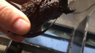 Sosyal medyada satışa çıkarılan "kaplumbağalar" koruma altında