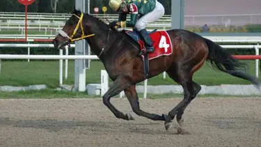 10 milyonluk at icraya düştü