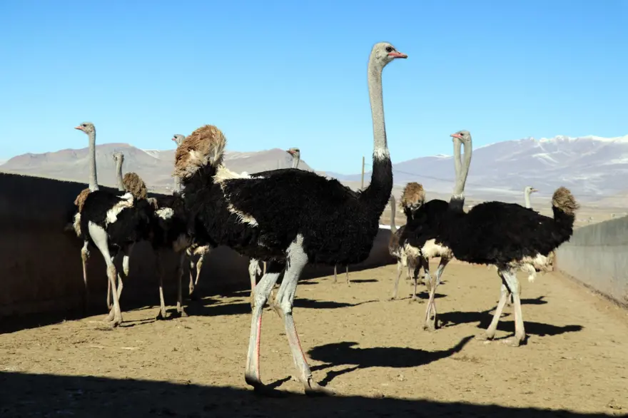 "Batarsın" dediler, kimseyi dinlemedi! 20 bin deve kuşu hedefliyor 2 "Batarsın" dediler, kimseyi dinlemedi! 20 bin deve kuşu hedefliyor 2