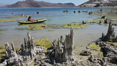 Bilim insanlarının çalışmalarına konu oluyor: Van Gölü'nün çekilmesiyle ortaya çıktı