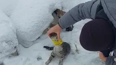 Başı sıkışan kedinin yardımına vatandaşlar yetişti