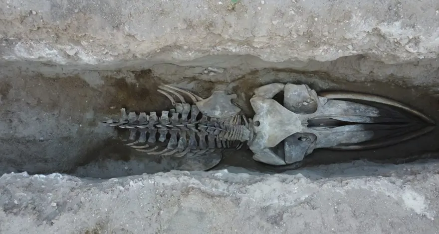 Mersin'de heyecanlandıran keşif! 16 metrelik balina ortaya çıkıyor 1 Mersin'de heyecanlandıran keşif! 16 metrelik balina ortaya çıkıyor 1