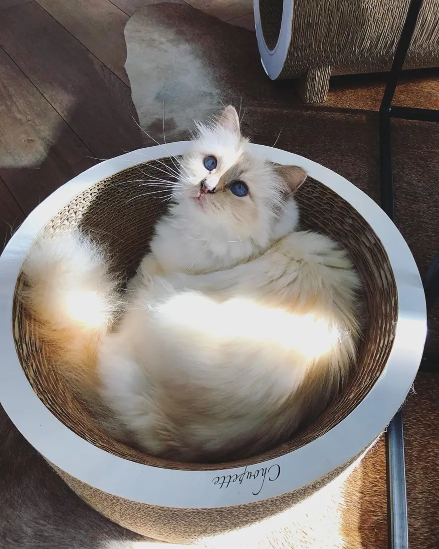 Karl Lagerfeld'in kedisi Choupette mirasın tadını Paris'te çıkarıyor 6 Karl Lagerfeld'in kedisi Choupette mirasın tadını Paris'te çıkarıyor 6