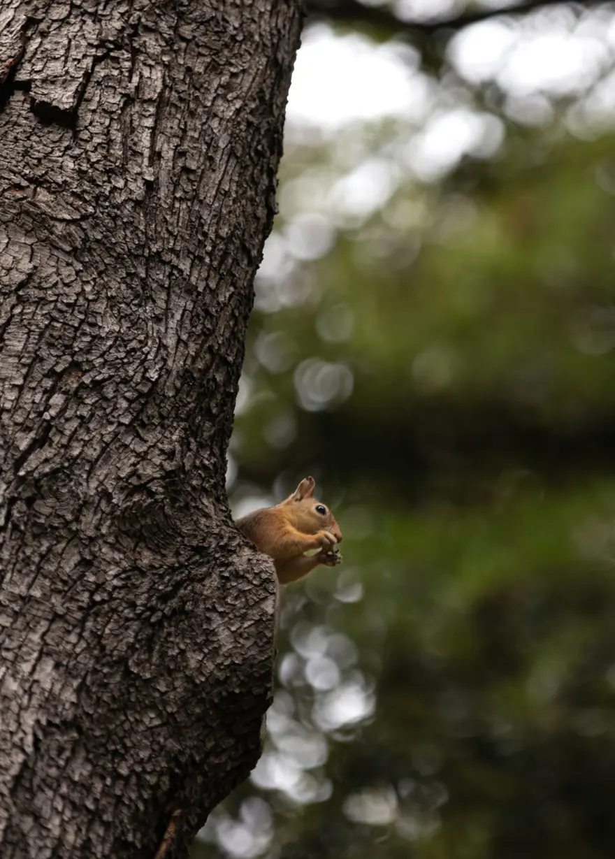 Bilim dünyası şokta: Etobur davranış sergilemeye başladılar! 3