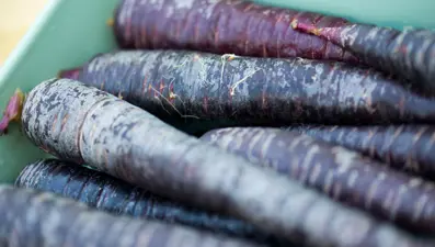 Kırıkhan siyah havucu tescillendi