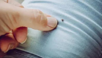 Kene kabusu devam ediyor: 2 ölü, 6 kişi hastanede