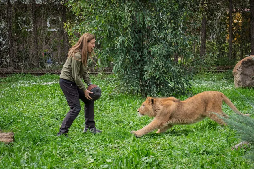 Kedi mamasıyla aslan beslemişler! Yavru aslan koruma altına alındı 2