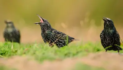 İstanbul Kuşları sergisi sanatseverlerin ziyaretine açıldı