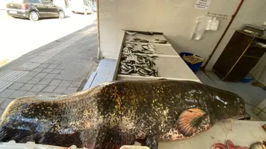 Meriç Nehri'nde dev yayın balığı yakalandı