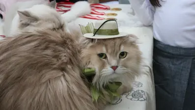 Mama hediyeli güzellik yarışması: 26 kedi podyuma çıktı