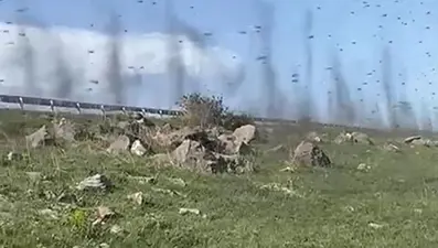 Çıldır Gölü'nde yeşil sinek istilası