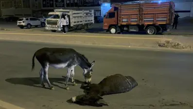 Mardin'de yürek burkan görüntü: Otomobilin çarptığı eşek öldü, yavrusu başından ayrılmadı