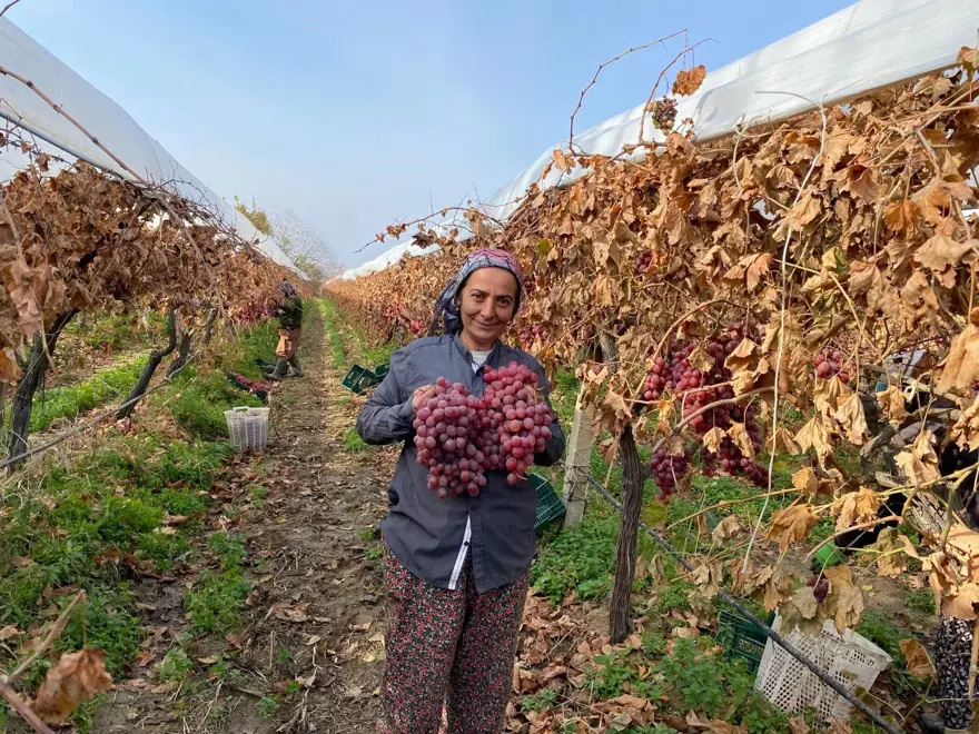 9 farklı çeşit üretiliyor: Yurdun dört bir köşesine gönderiliyor 1