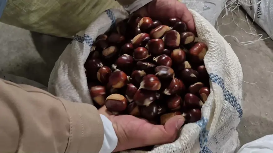 Pazara indi, fiyatı 400 TL'ye kadar çıkıyor: Sıkı pazarlıkla alıcı buluyor 1