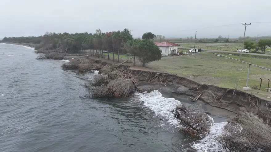 Terme Ovası'nda kıyı erozyonu ağaçları devirdi 4