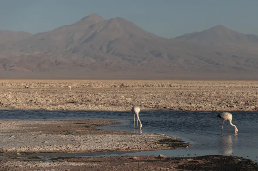 İnsan faaliyetlerinin son kurbanları: Sayıları hızla azalıyor 8 İnsan faaliyetlerinin son kurbanları: Sayıları hızla azalıyor 8