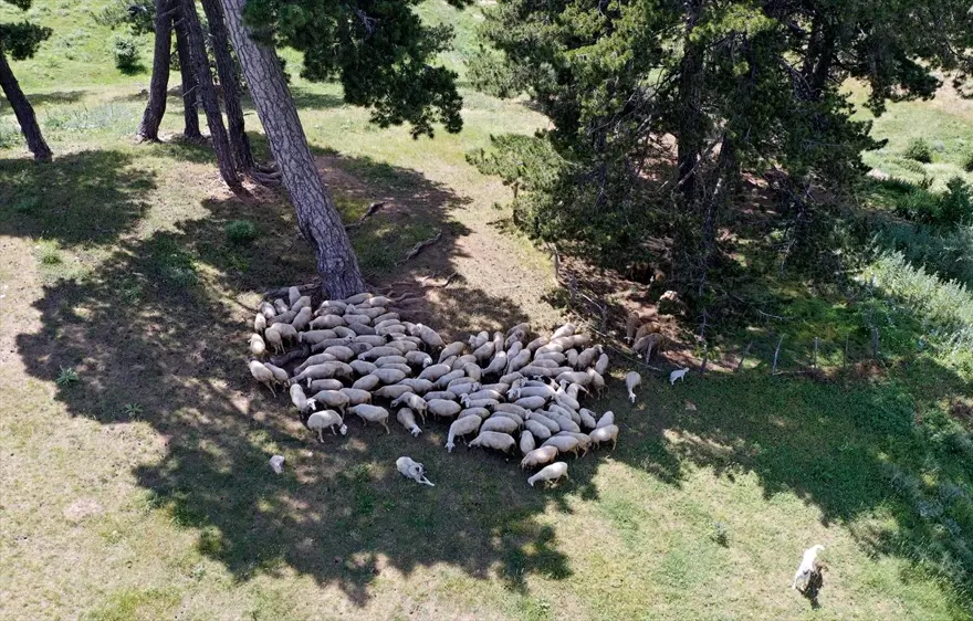 Konya'nın 'yayla cenneti' Anamas Dağı 6