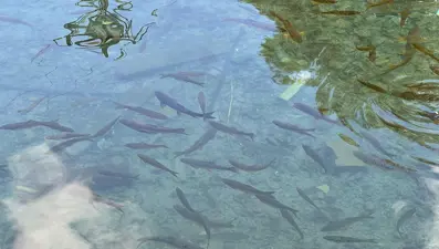 Depremden sonra kaybolan balıklar yeniden ortaya çıktı