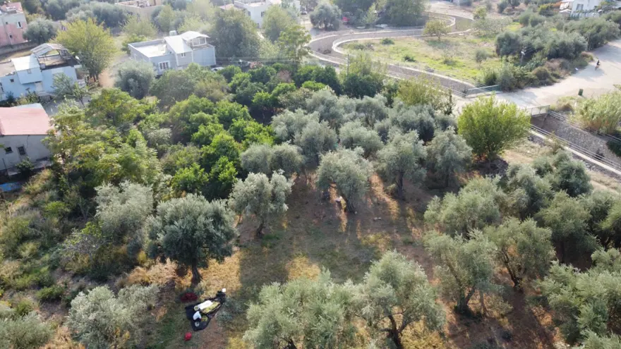 Ata yadigarı ağaçlardan toplanıyor: 5 kilodan 1 kilo yağ çıkıyor 3