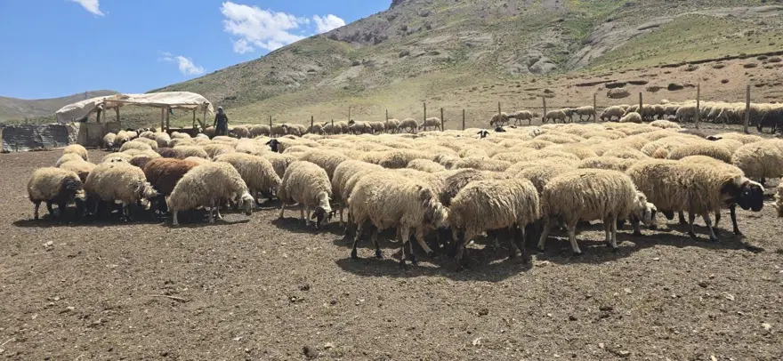 Her yaz yayla kiralıyor: Geçimlerini böyle sağlıyorlar 3