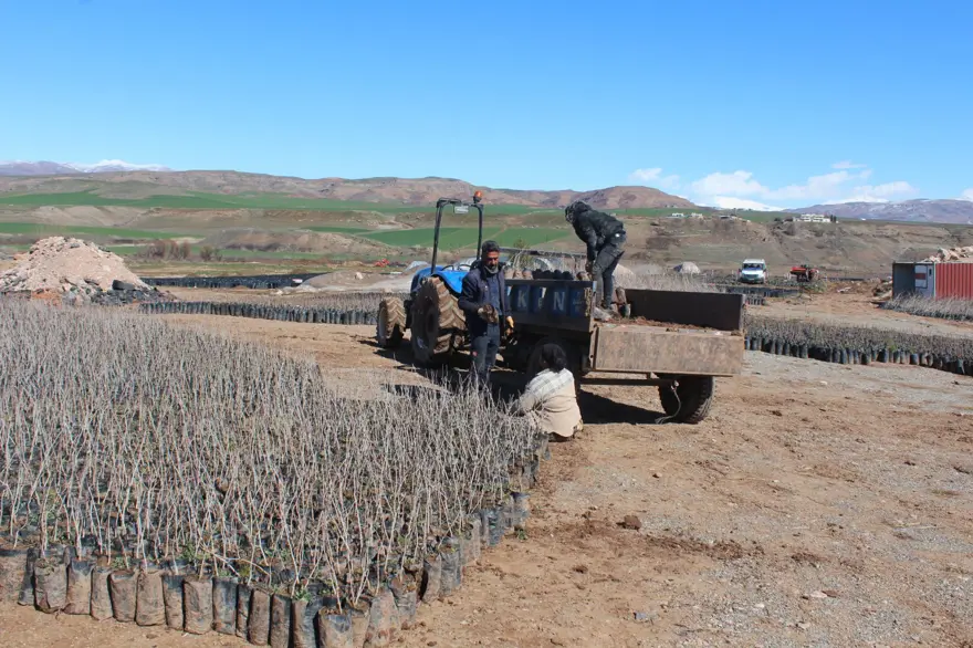 Siirt'te yetişip Avrupa'ya ihraç ediliyor: Yıllık üretimi 1 milyonu geçti, bölgenin kalkınmasını sağlıyor 3