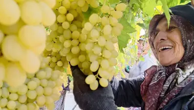 Ekim ayı bitiyor, üzüm bitmiyor! "Yağmur, çamur demeden çalışıyoruz"